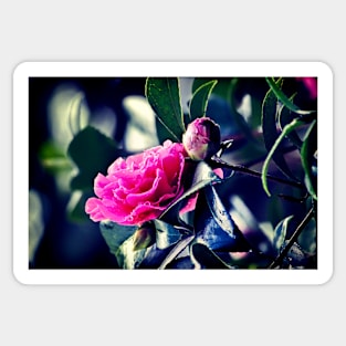 Camellia in the Rain Sticker